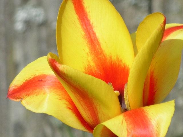 Backyard Tulip
